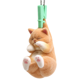 Exotic Shorthair Cat
