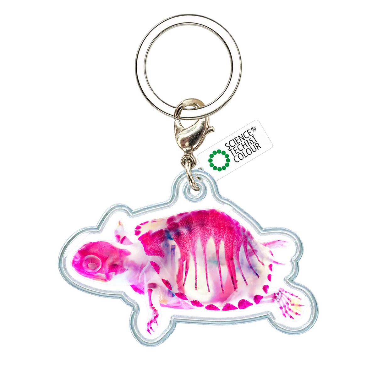 Bigfin Reef Squid