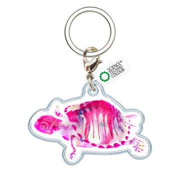Bigfin Reef Squid