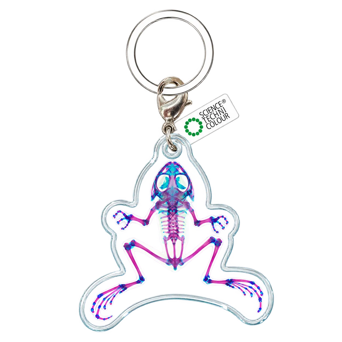 Fan Crab