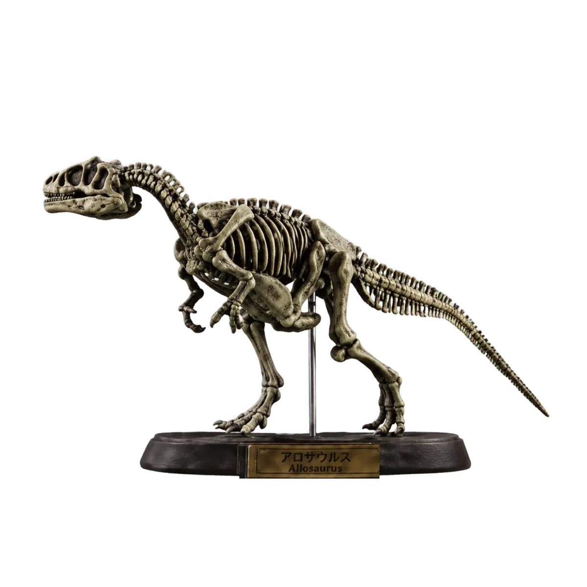 Allosaurus Bone