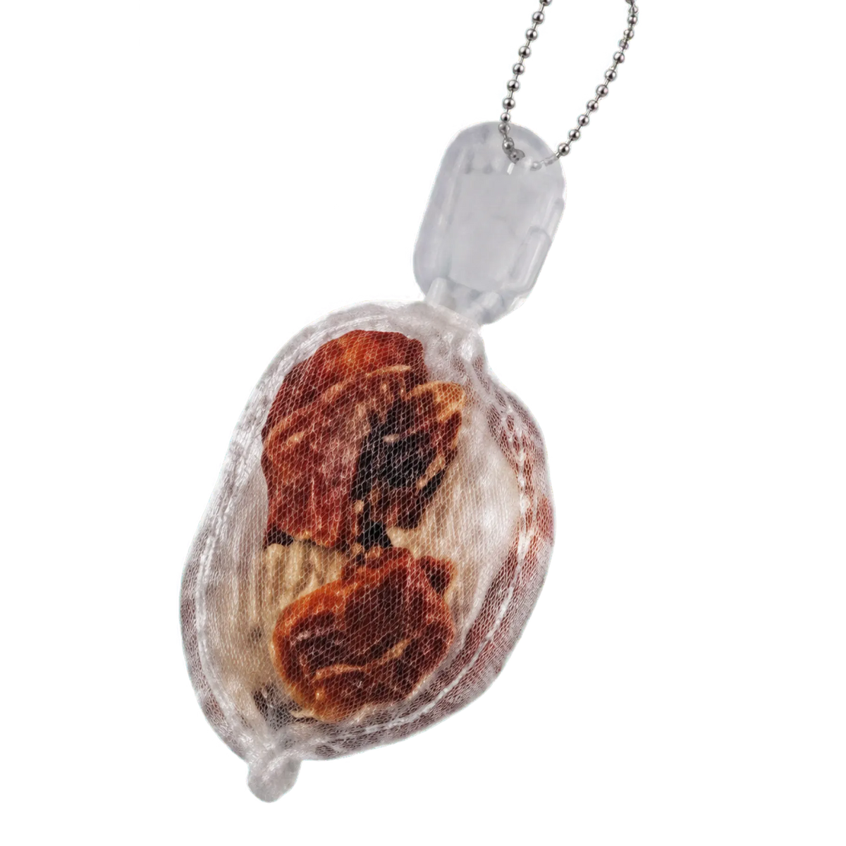 Scallop